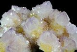 Cactus Quartz (Amethyst) Crystal Cluster - South Africa #180725-2